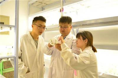 山東農大科研團隊在大豆基因組領域取得重要突破